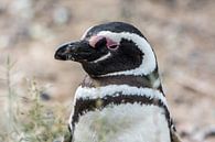 Pinguïn in Patagonië van Ronne Vinkx thumbnail