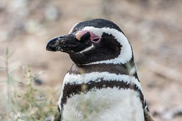 Penguin in Patagonia by Ronne Vinkx