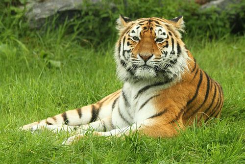 Tijger houdt je in de gaten