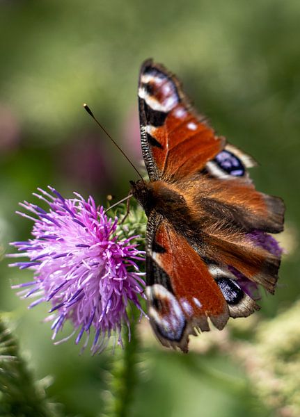 Dagpauwoog op langstekelige distel van Miranda Vleerlaag