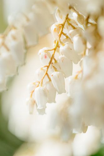 Bloem