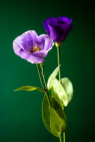 Paarse bloem