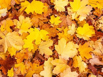 Herbstlich gefärbte Blätter in der Feldberger Seenlandschaft von Rico Ködder