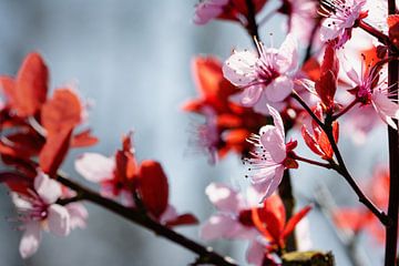Kirschblütenzeit von Tim Lee Williams