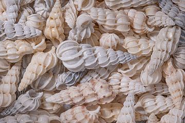 Shells with a twist by Marjolijn van den Berg