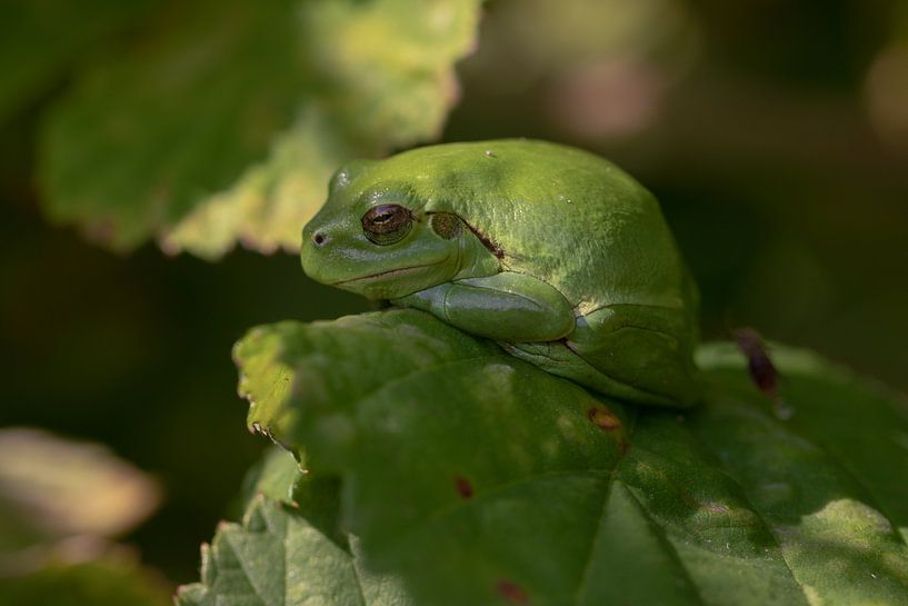 Tree frog in the spotlight by Eric Wander