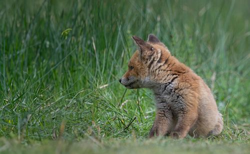 Young fox (cub) in the Amsterdam water supply dunes