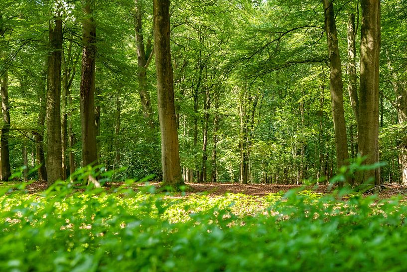 Green backdrops by Studio Bosgra