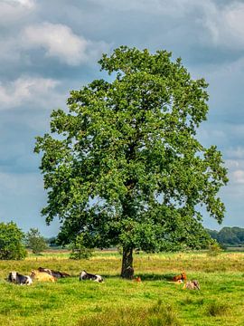 Alte Eiche in allen vier Jahreszeiten - Sommer