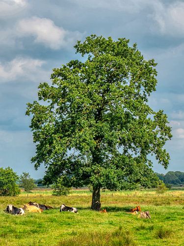 Old oak in all four seasons - Summer
