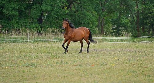 Trakehner Feldmeyer in de wei
