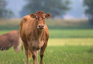 Vache dans la prairie sur Anton Kloof