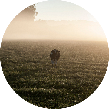 Koe in de mist #2