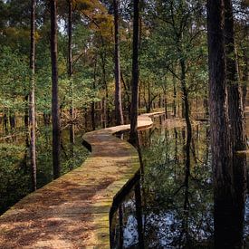 Vlonderpad in natuurgebied de Stippelberg van Harold van den Hurk