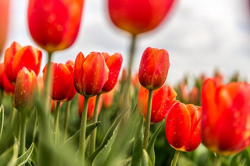Rode tulpen