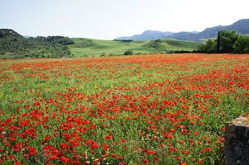 poppies by chris mees