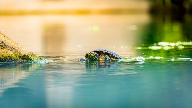 Floating turtle by Martijn Bustin