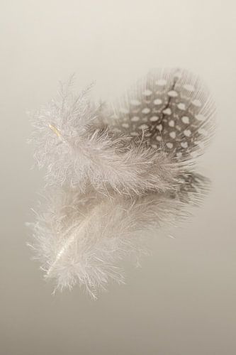 Rust in een landelijke sfeer in lichte bruintinten: Een parelhoenveertje