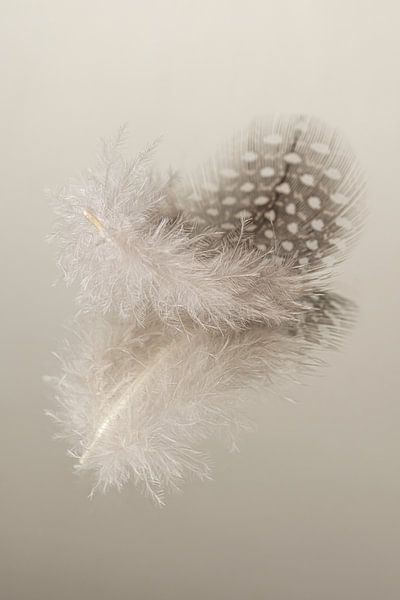 Tranquillity in a rural atmosphere in light brown tones: A guinea fowl feather by Marjolijn van den Berg