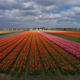 Tulpenfelder von Martijn Stoppels