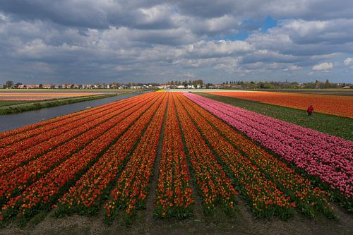 Tulpenvelden