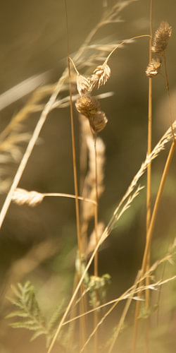 Among the stalks