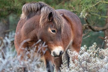 Exmoorpony in de winter van Kim de Groot