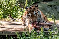 Amur-Tiger oder Sibirischer Tiger : Ouwehands DIerenpark von Loek Lobel Miniaturansicht