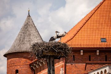 ooievaars op hun nest bij een kasteel in polen