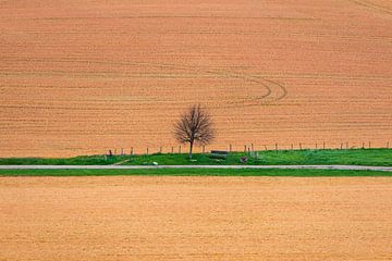 Boom in het Limburgse landschap van Jurjen Jan Snikkenburg