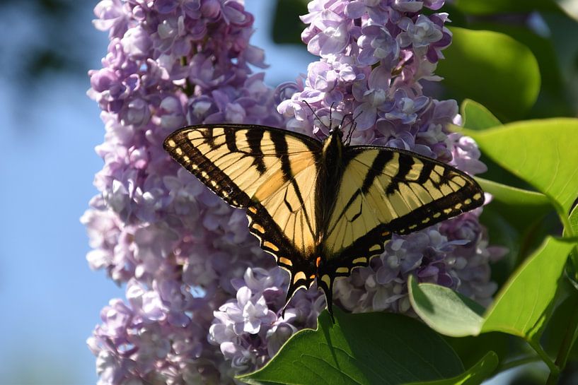 A butterfly in the garden in summer by Claude Laprise
