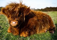 Highlander écossais, veau