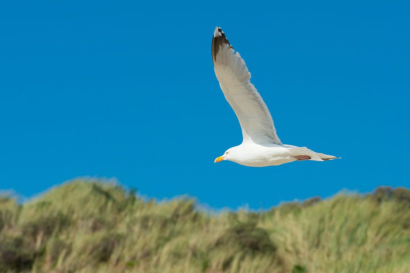 Seagull in flight by Harold  van Zandvoort