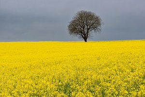 Frühling