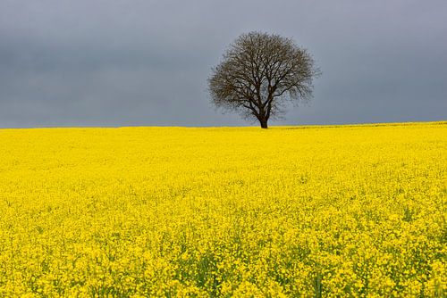 Frühling