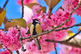 Stolzes Mees von Ilona Muskens