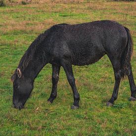 2 - An Icelandic horse grazing by Vos Photography