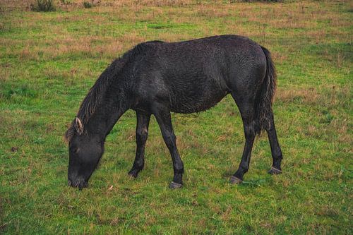 2 - An Icelandic horse grazing