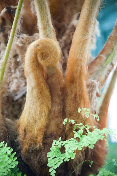 De Koninklijke Serres von marijke servaes