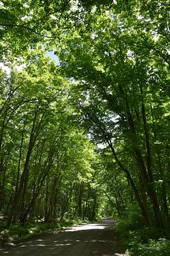 Une route de campagne en été sur Claude Laprise