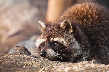 Schattige pluizige kleine dieren wasbeer