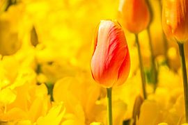 The pink tulip by Stedom Fotografie