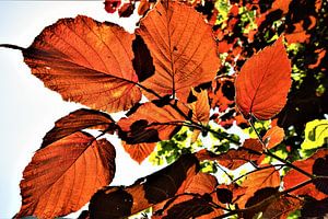 Leaves in autumn colours against the sunlight by Maud De Vries