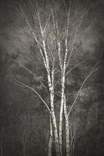 Silver Birch monochrome