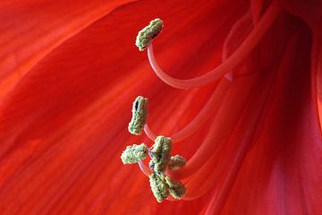 Amaryllis rouge sur Monique Dijkgraaf