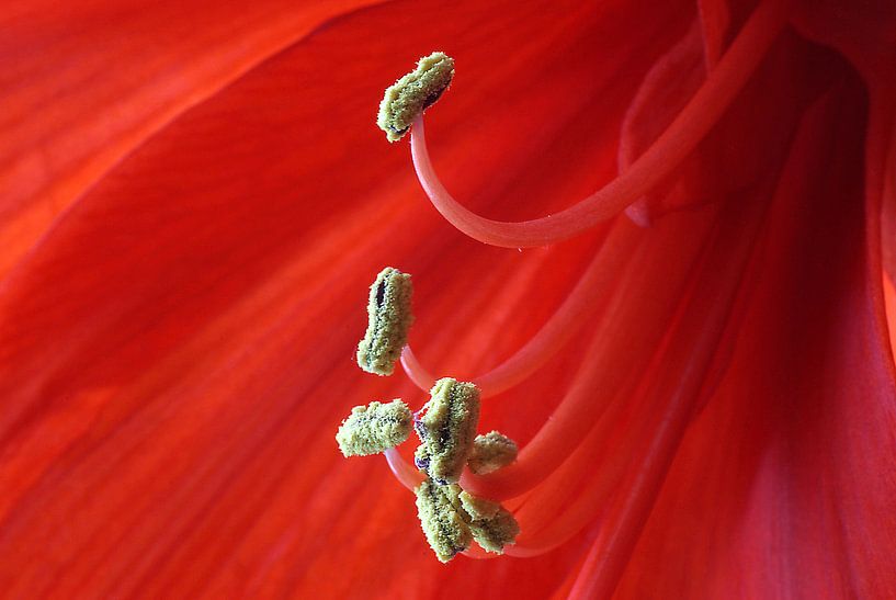 Red Amaryllis van Monique Dijkgraaf