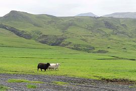 IJsland by Niels de Wit