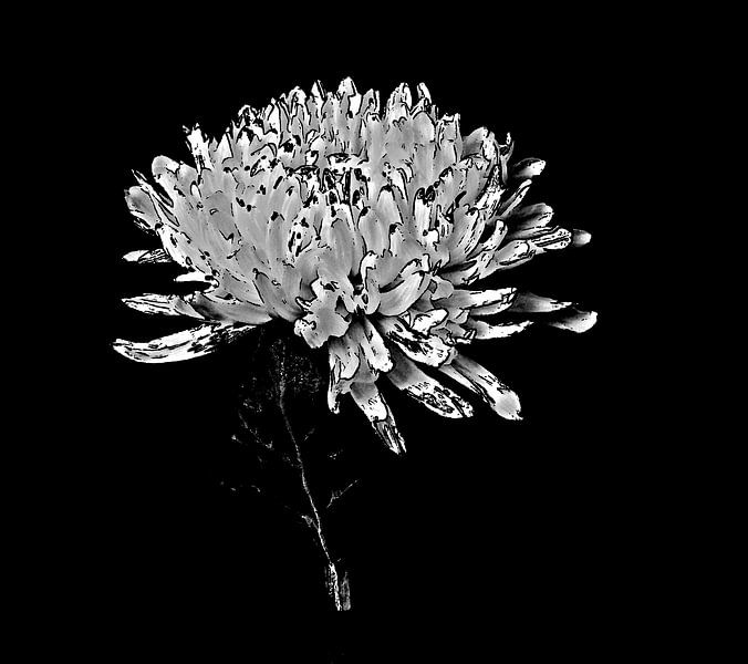 Chrysanthemum by Jose Lok