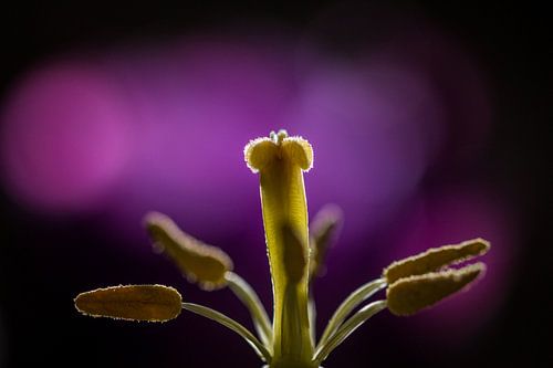 Stamper en meeldraden van een tulp