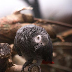 Parrot. by JMook Photography